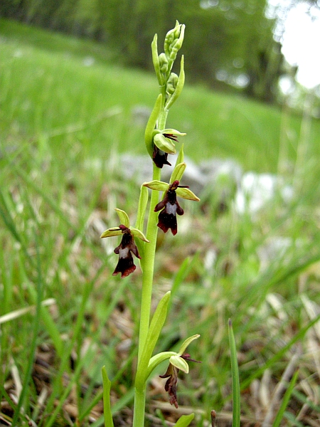 ophrys insectifera